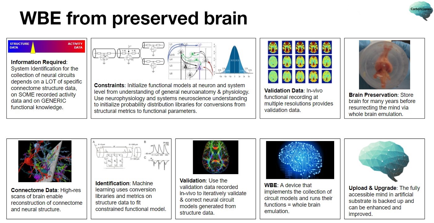 WBE from preserved brain