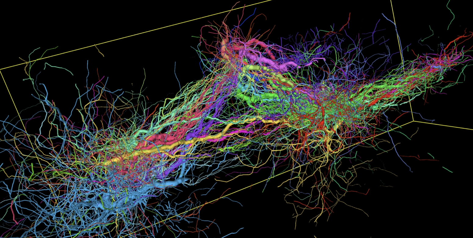 Example rendering from BrainGenix Example rendering from BrainGenix